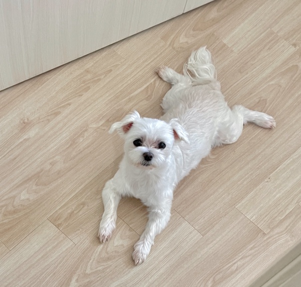 유기견보호센터 강아지보호소 고양이보호소 - 펫찾기 37번째 사진