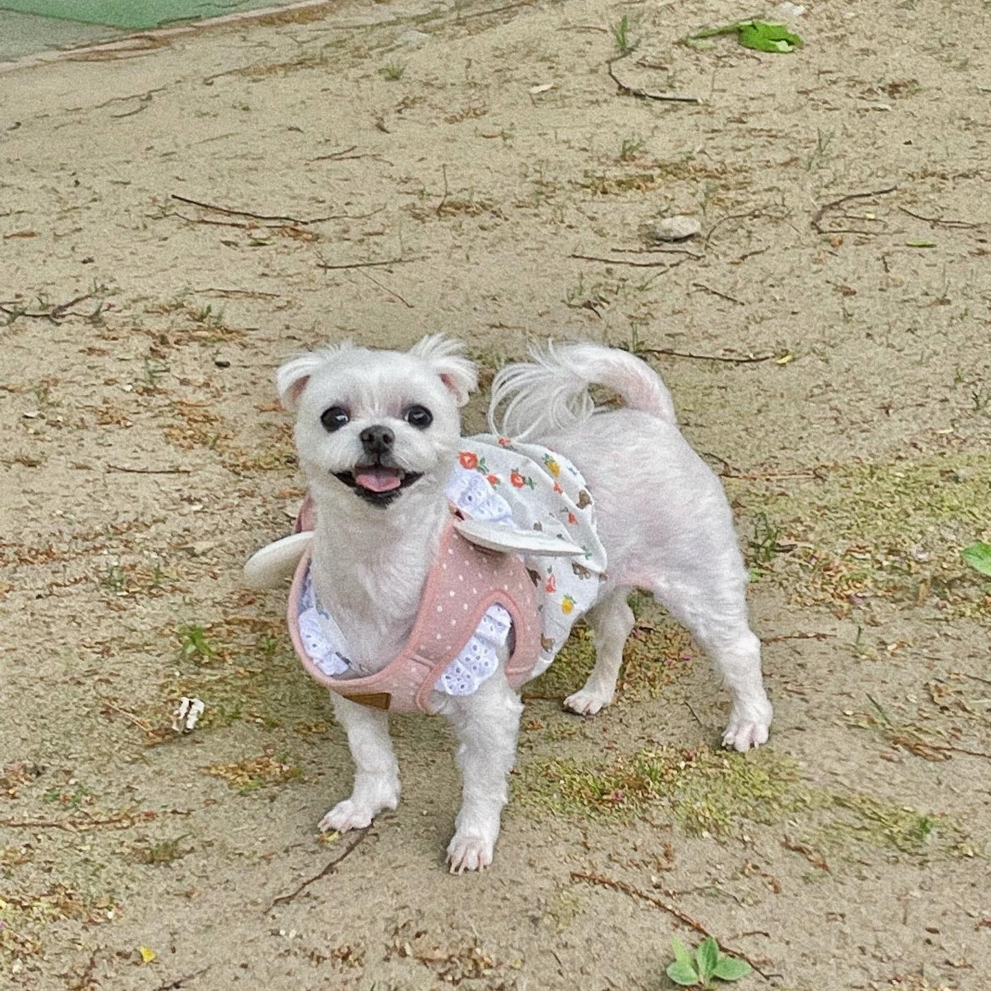 유기견보호센터 강아지보호소 고양이보호소 - 펫찾기 39번째 사진