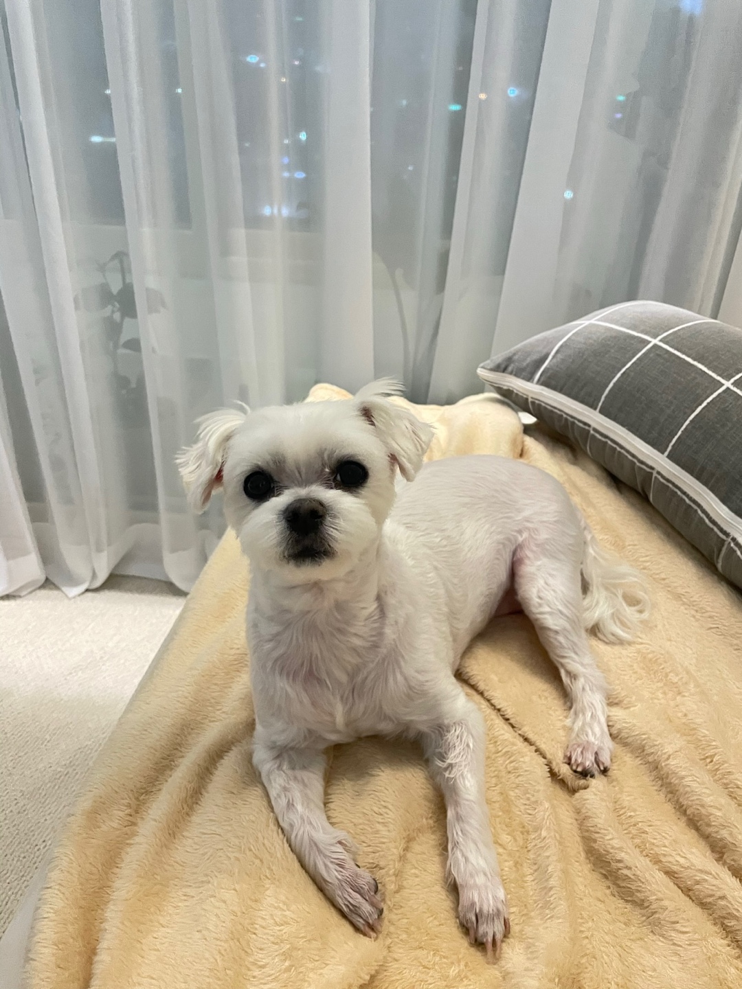 유기견보호센터 강아지보호소 고양이보호소 - 펫찾기 38번째 사진