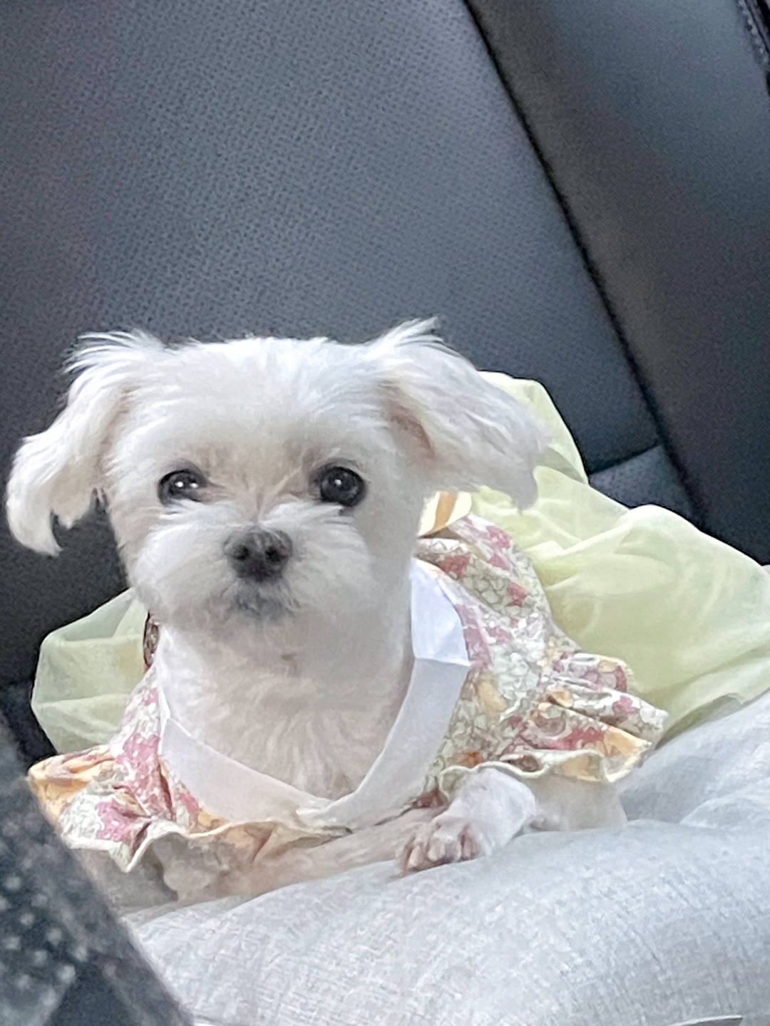 유기견보호센터 강아지보호소 고양이보호소 - 펫찾기 36번째 사진