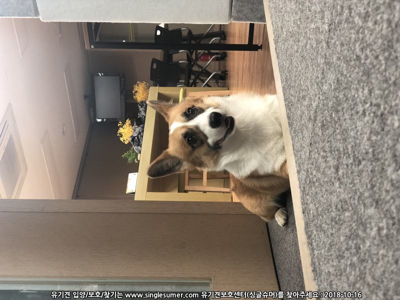 유기견보호센터 강아지보호소 고양이보호소 - 펫찾기 12번째 사진