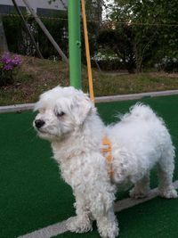 광주 수완지구에서 잃어버린 말티즈 수컷을 찾습니다. - 강아지 찾아요 - 유기견 보호 센터 - 이미지 2