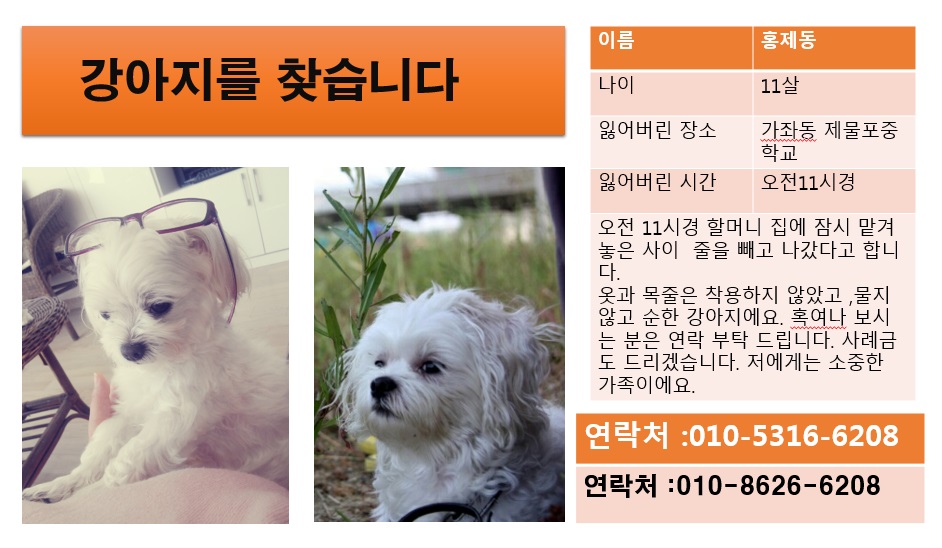 말티즈 남아 ㅠ 제동이 찾고 있어요~ - 강아지 찾아요 - 유기견 보호 센터 - 이미지 1