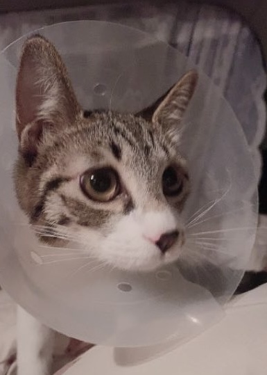 유기견보호센터 강아지보호소 고양이보호소 - 펫찾기 22번째 사진