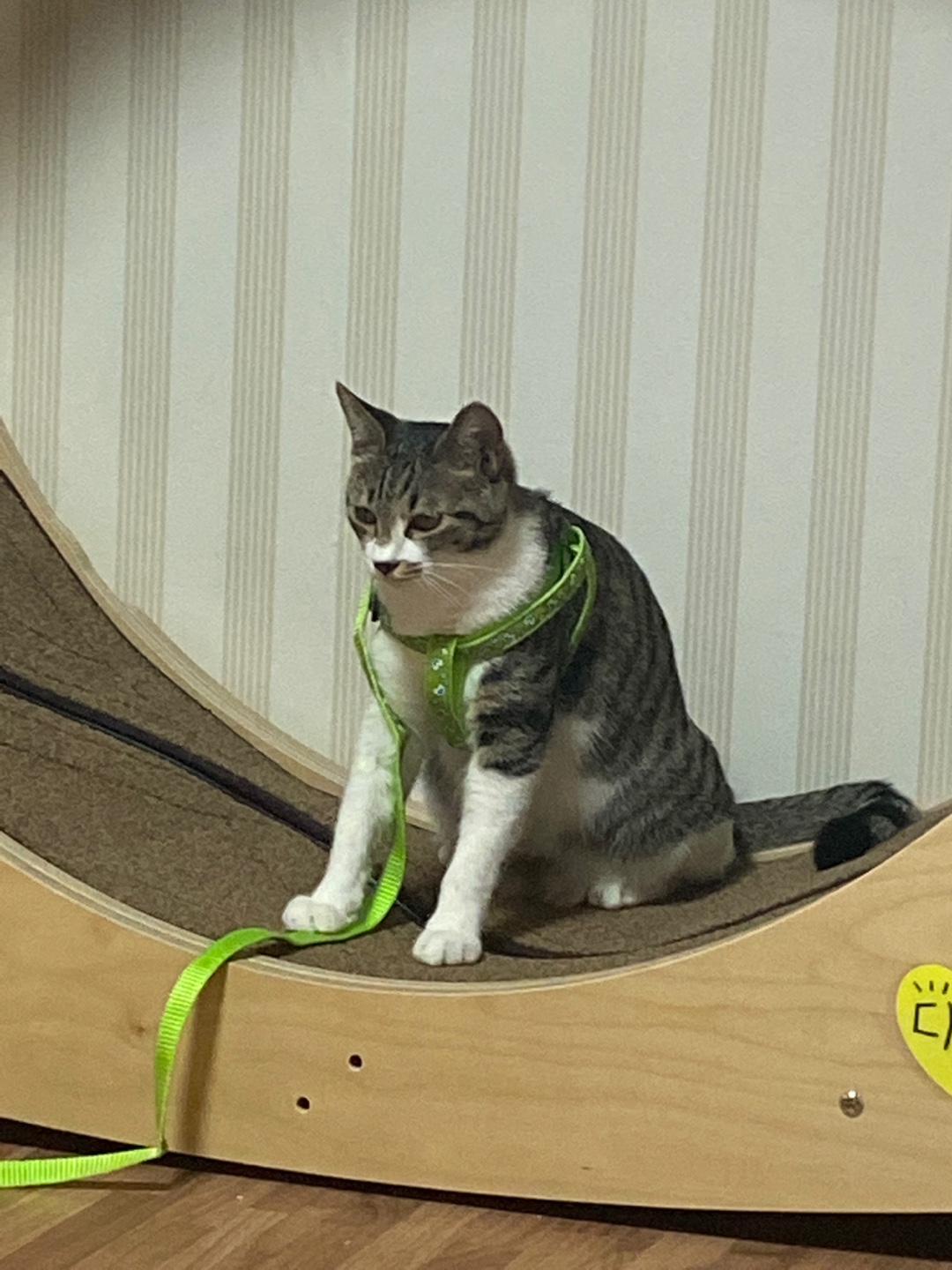 유기견보호센터 강아지보호소 고양이보호소 - 펫찾기 20번째 사진