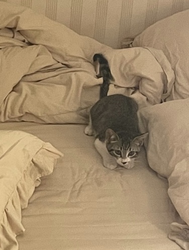 유기견보호센터 강아지보호소 고양이보호소 - 펫찾기 21번째 사진