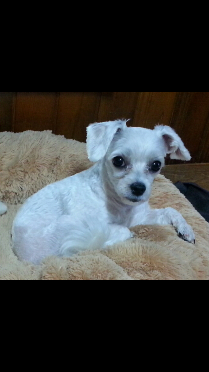 강아지를 찾습니다 - 강아지 찾아요 - 유기견 보호 센터 - 이미지 1