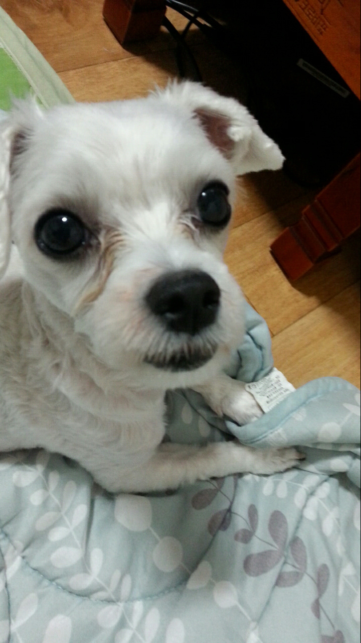 강아지를 찾습니다 - 강아지 찾아요 - 유기견 보호 센터 - 이미지 2