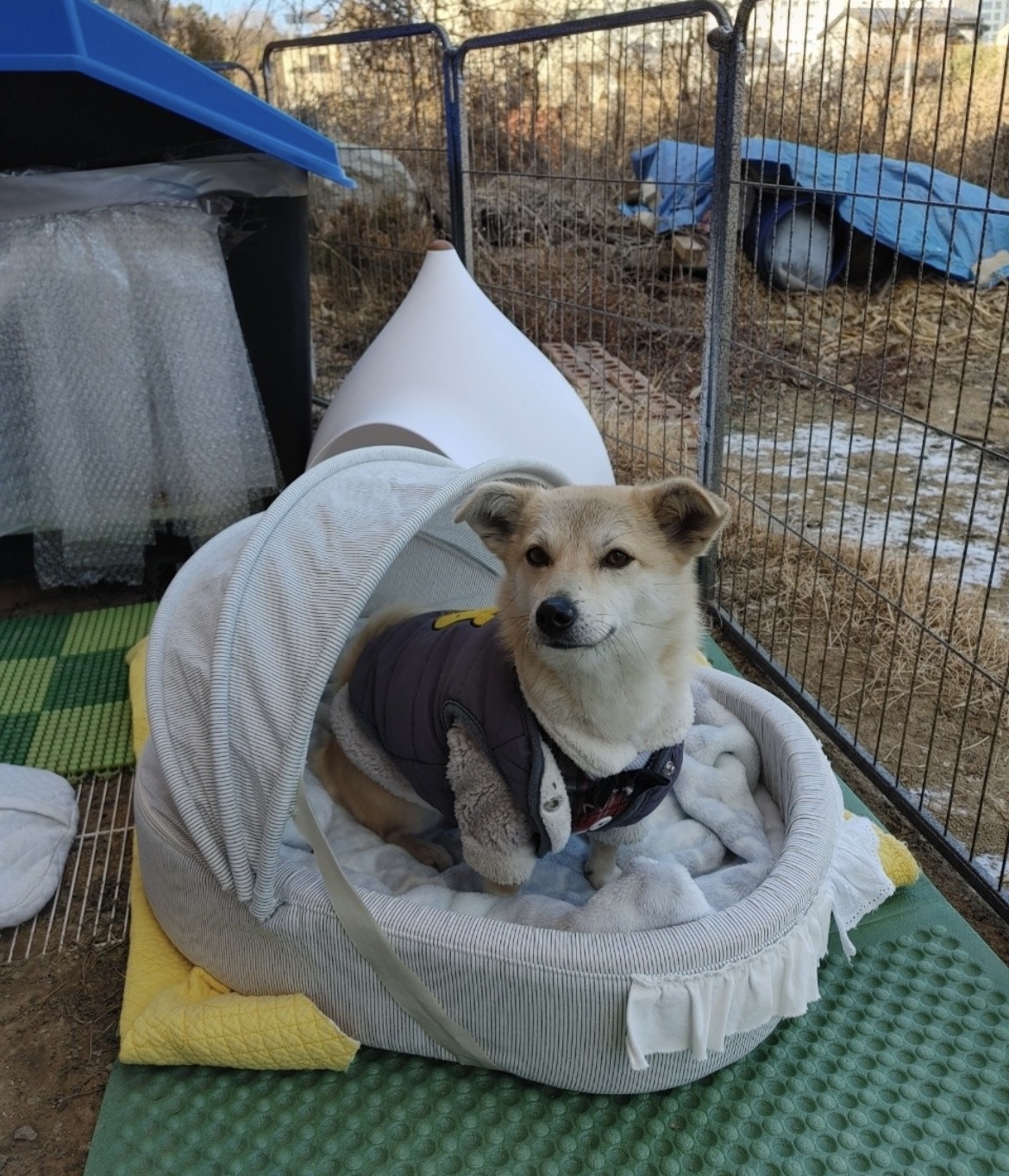 유기견보호센터 강아지보호소 고양이보호소 - 펫찾기 35번째 사진