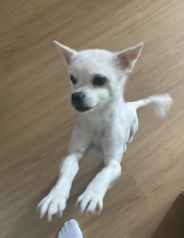 유기견보호센터 강아지보호소 고양이보호소 - 펫찾기 22번째 사진