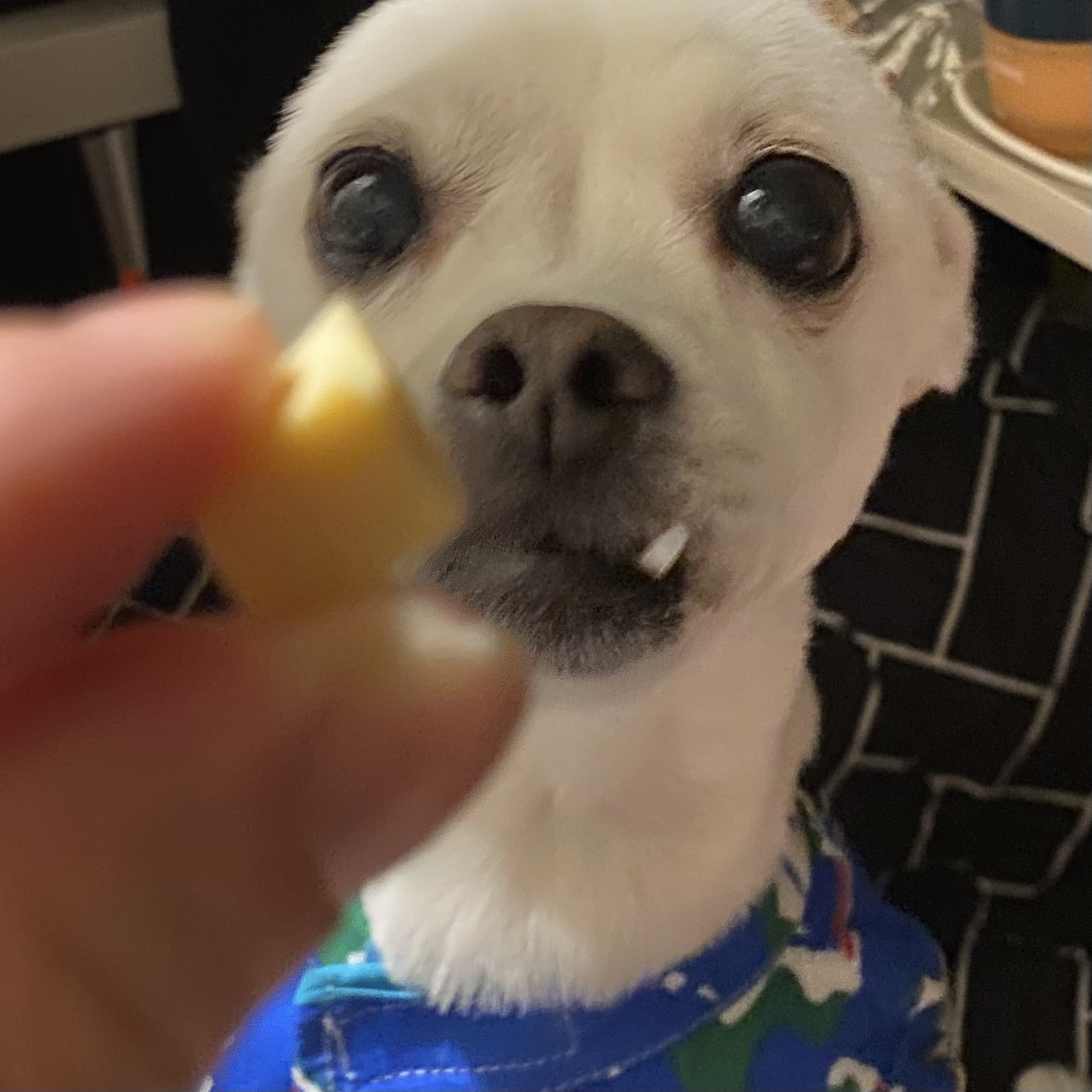 유기견보호센터 강아지보호소 고양이보호소 - 펫찾기 21번째 사진