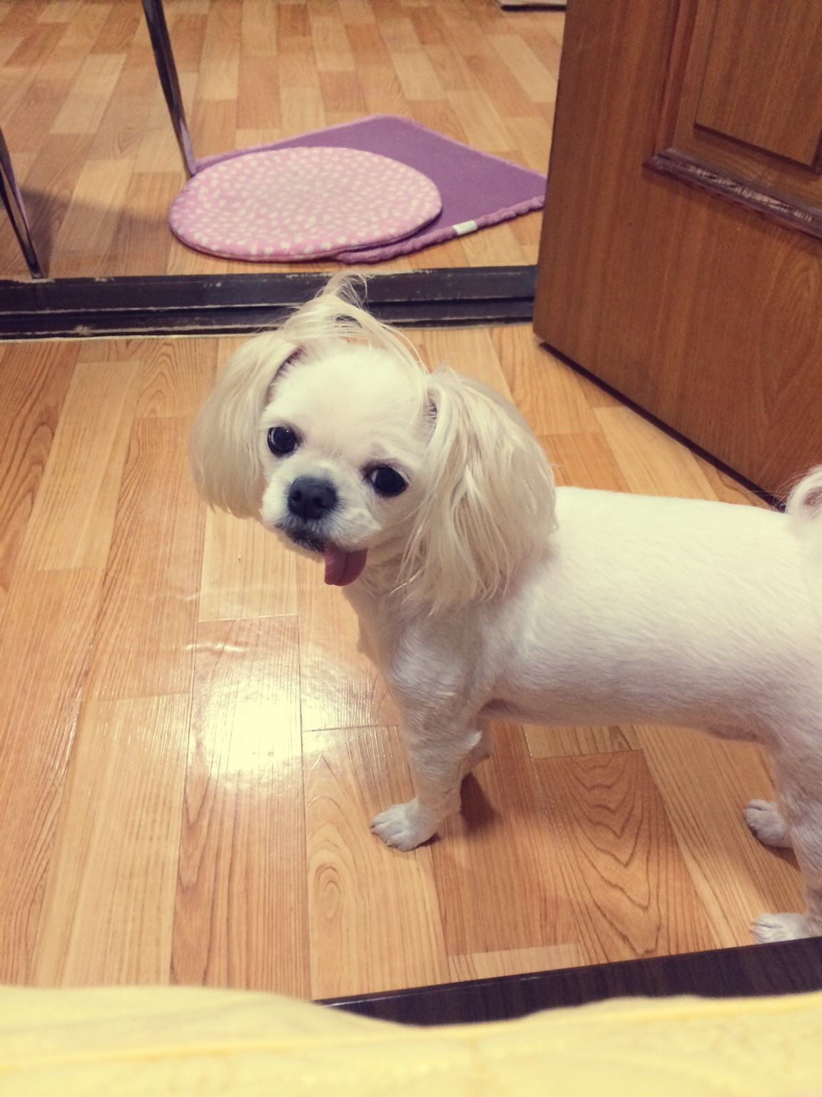 땅콩이를 찾습니다~ - 강아지 찾아요 - 유기견 보호 센터 - 이미지 1