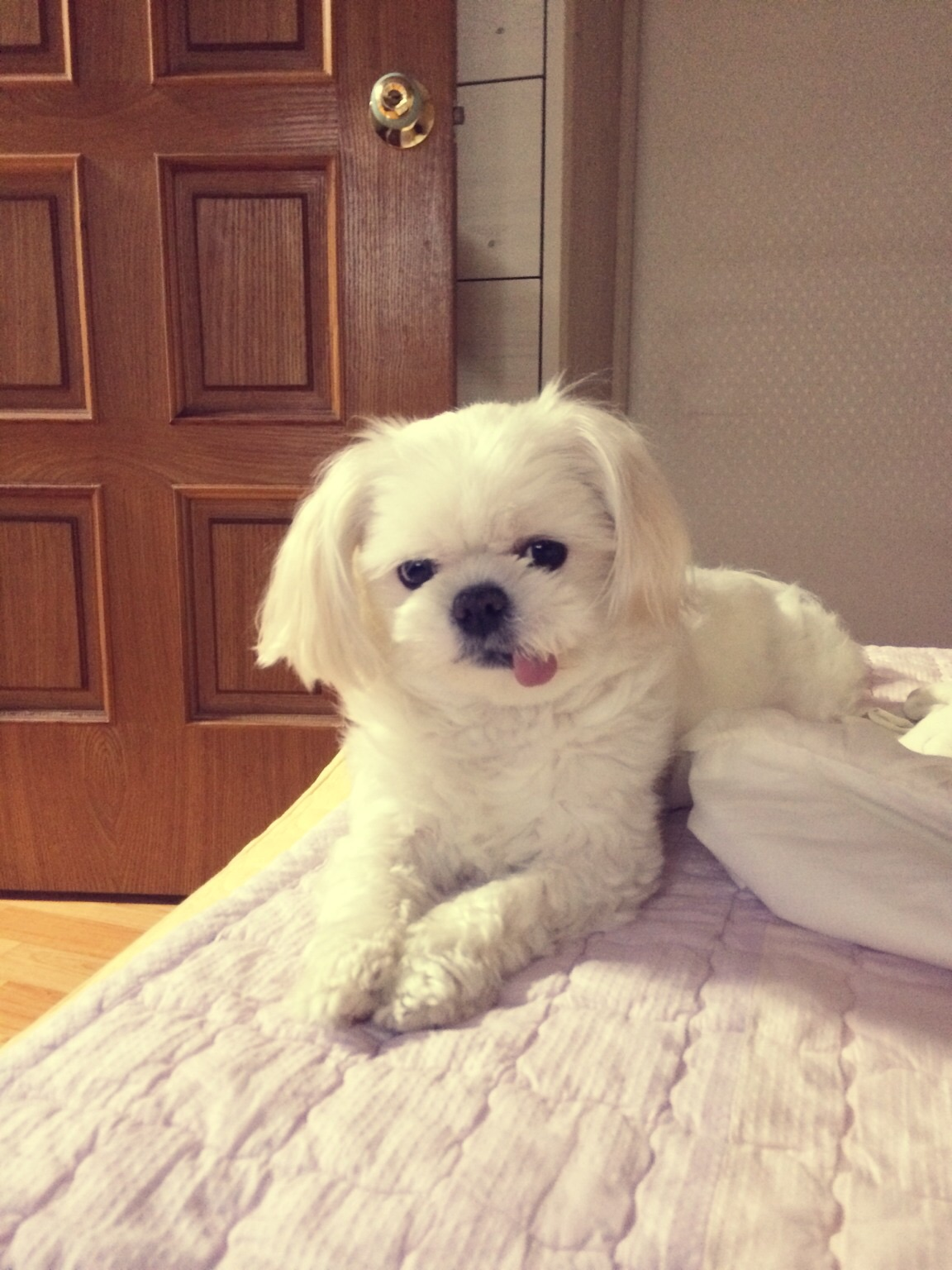 땅콩이를 찾습니다~ - 강아지 찾아요 - 유기견 보호 센터 - 이미지 3