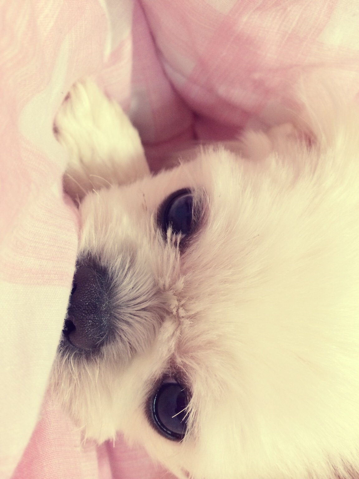 땅콩이를 찾습니다~ - 강아지 찾아요 - 유기견 보호 센터 - 이미지 2