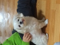 땅콩이를 찾습니다~ - 강아지 찾아요 - 유기견 보호 센터 - 이미지 4