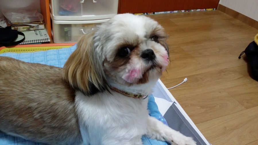 유기견보호센터 강아지보호소 고양이보호소 - 펫찾기 30번째 사진