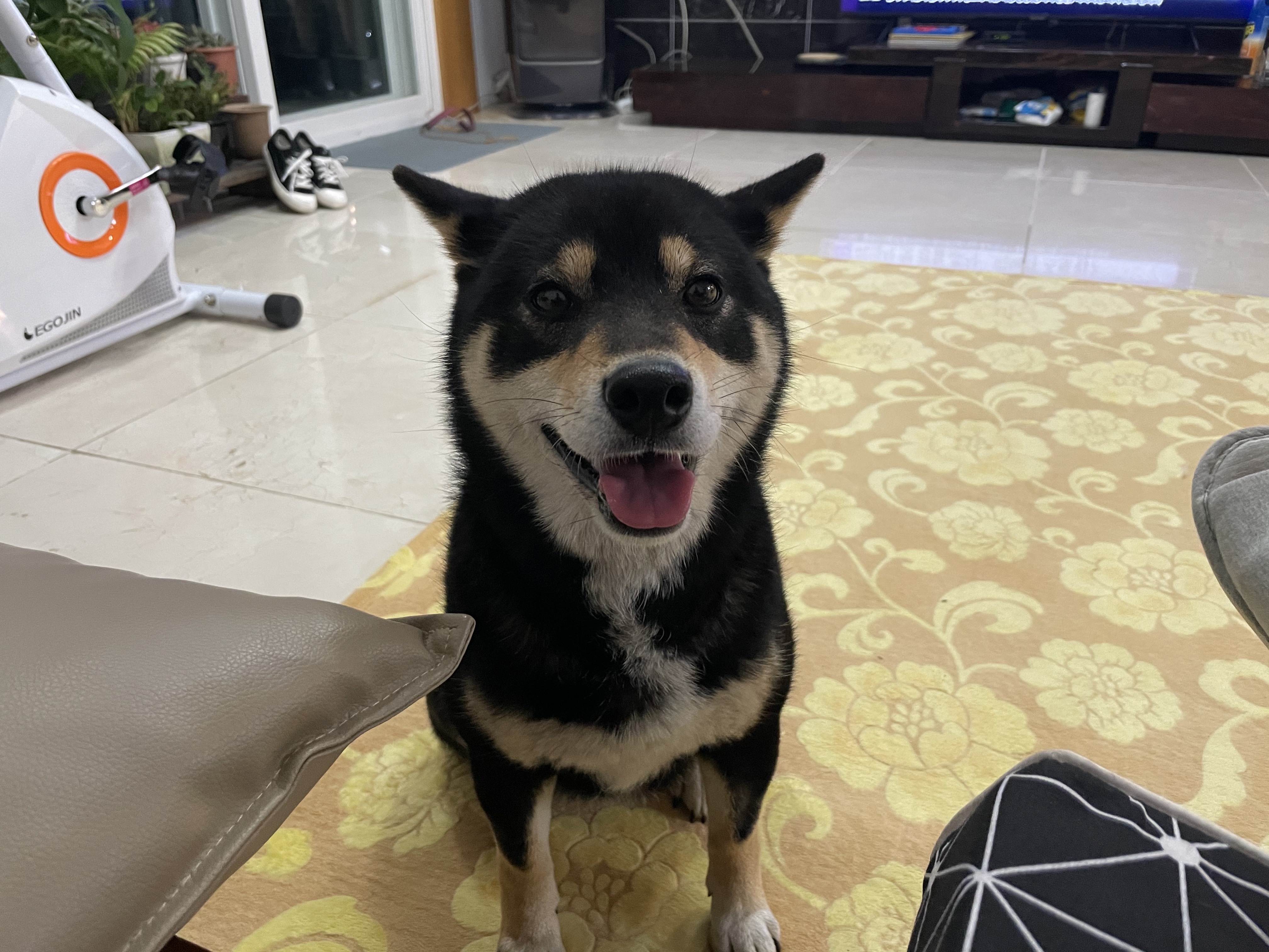 용인 까미를 찾아요 사례금드립니다 2번째 사진