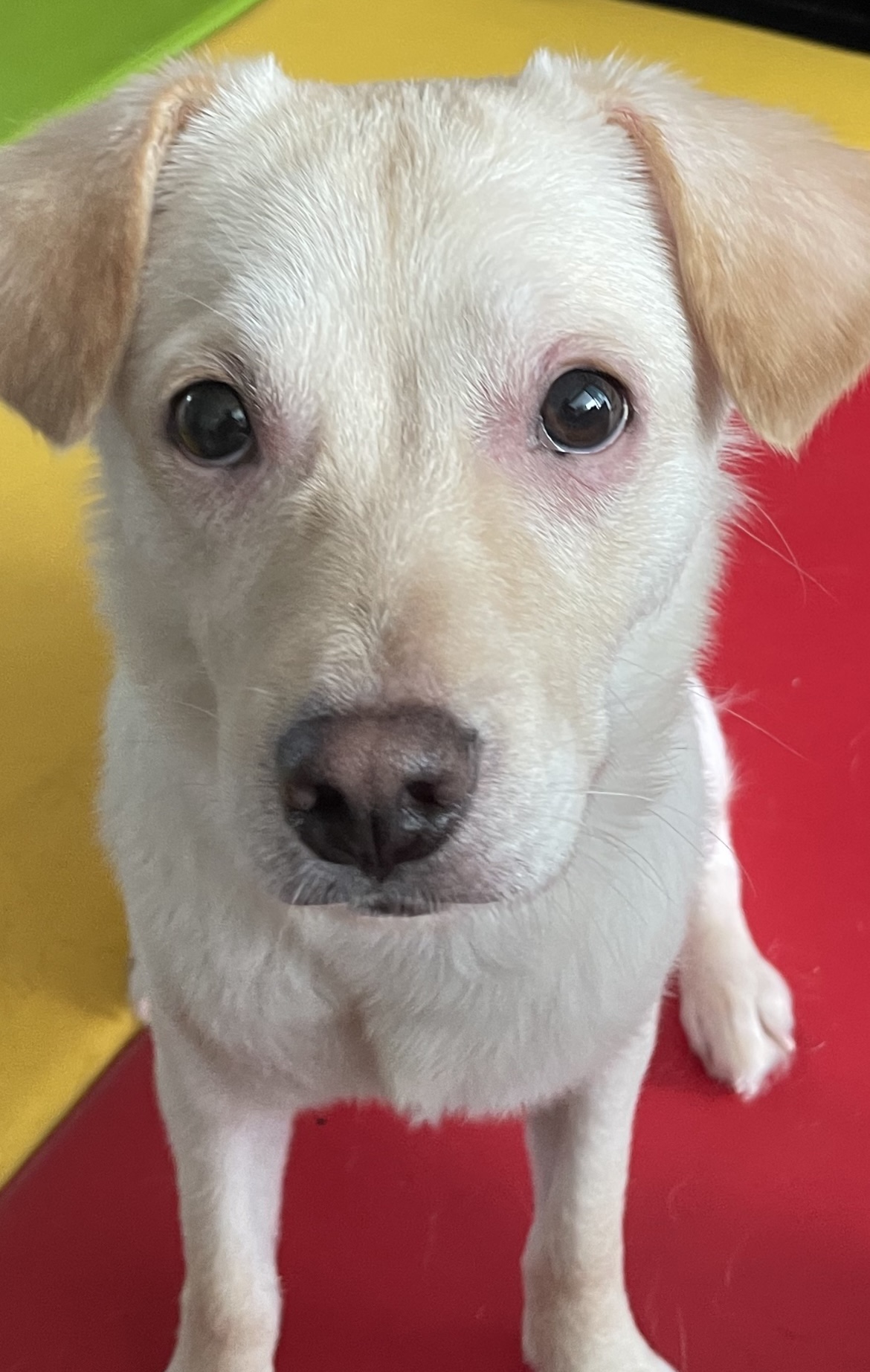 유기견보호센터 강아지보호소 고양이보호소 - 펫찾기 13번째 사진