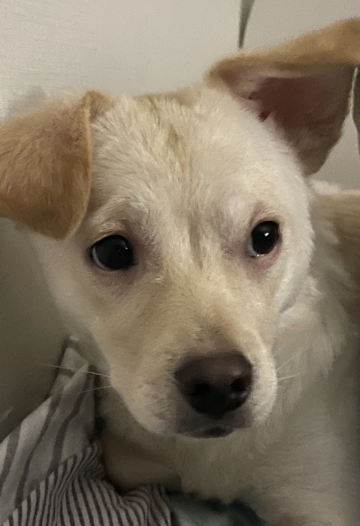 유기견보호센터 강아지보호소 고양이보호소 - 펫찾기 15번째 사진