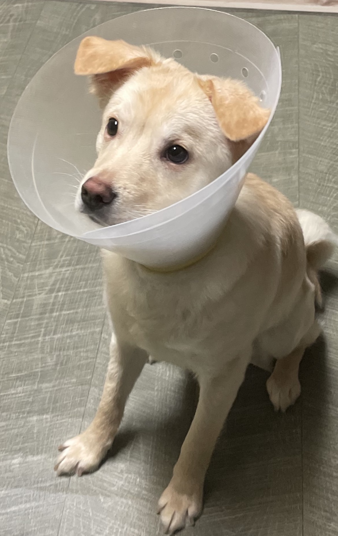 유기견보호센터 강아지보호소 고양이보호소 - 펫찾기 14번째 사진