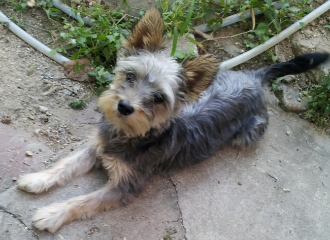 (유기견.강아지 찾아요) 성북동 , 혜화 부근 깜보 찾아요 - 강아지 찾아요 - 유기견 보호 센터 - 이미지 1