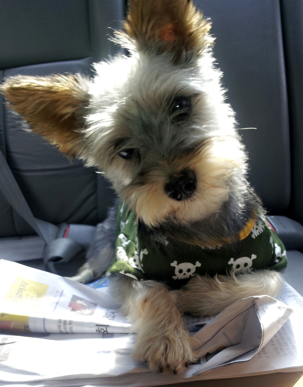 (유기견.강아지 찾아요) 성북동 , 혜화 부근 깜보 찾아요 - 강아지 찾아요 - 유기견 보호 센터 - 이미지 2