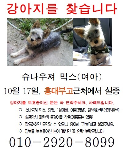 (유기견.강아지 찾아요) 성북동 , 혜화 부근 깜보 찾아요 - 강아지 찾아요 - 유기견 보호 센터 - 이미지 3