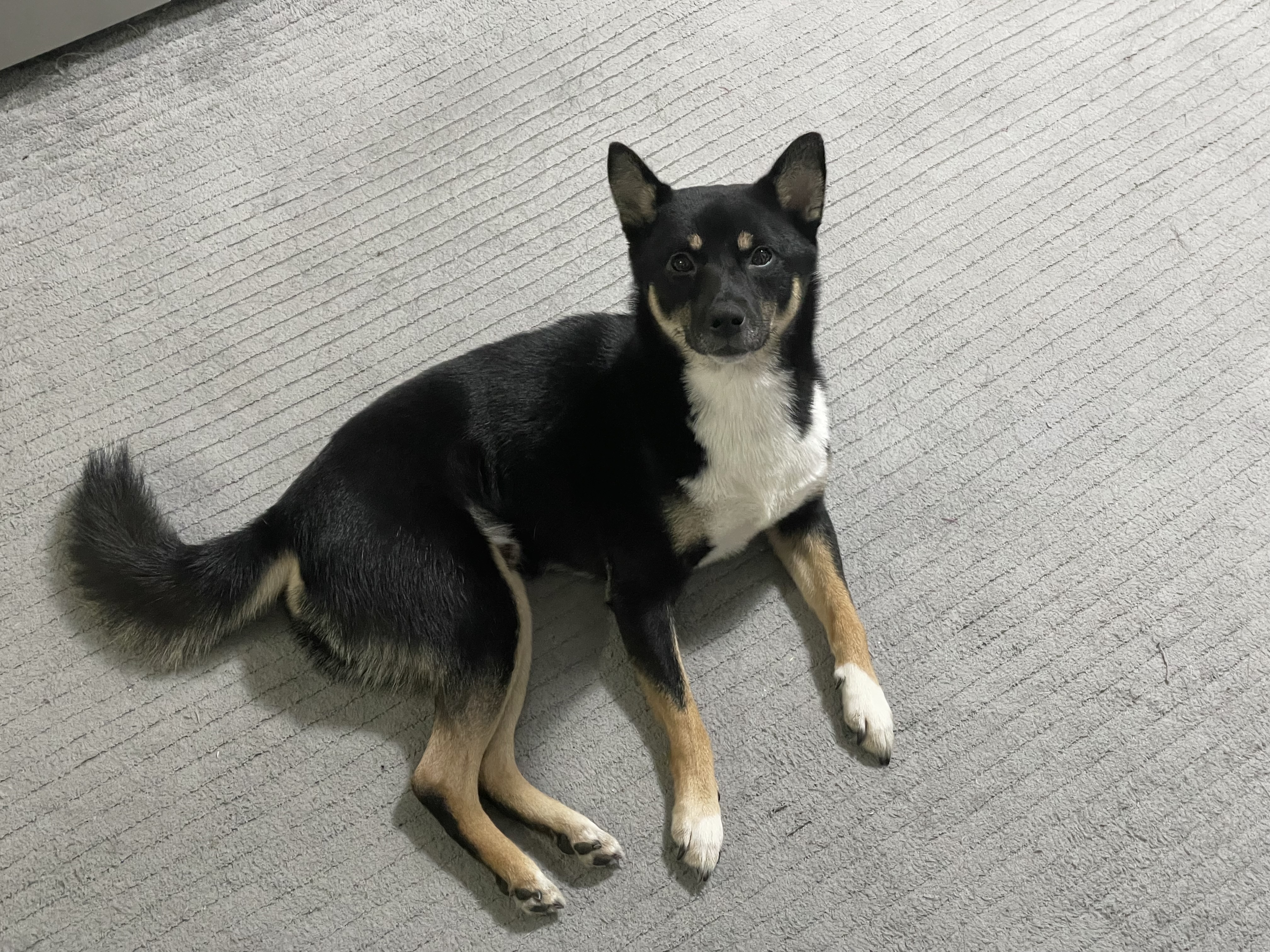 유기견보호센터 강아지보호소 고양이보호소 - 펫찾기 18번째 사진