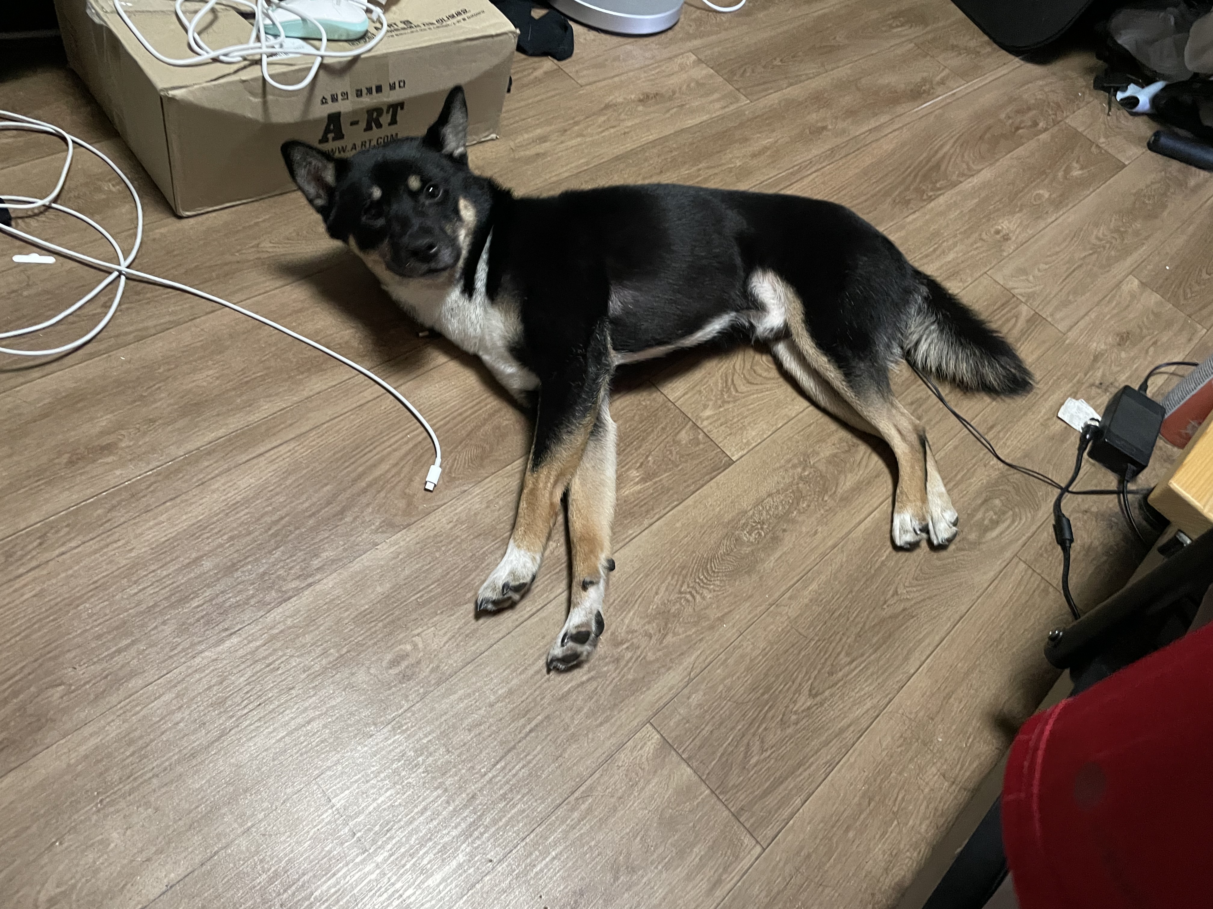 유기견보호센터 강아지보호소 고양이보호소 - 펫찾기 19번째 사진