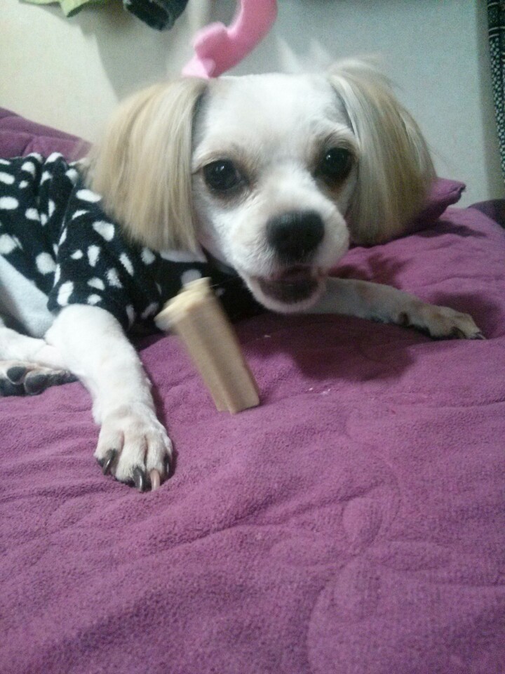 [경기] [[성남 수진동]] 시츄+말티즈 믹스견!!! - 강아지 찾아요 - 유기견 보호 센터 - 이미지 4