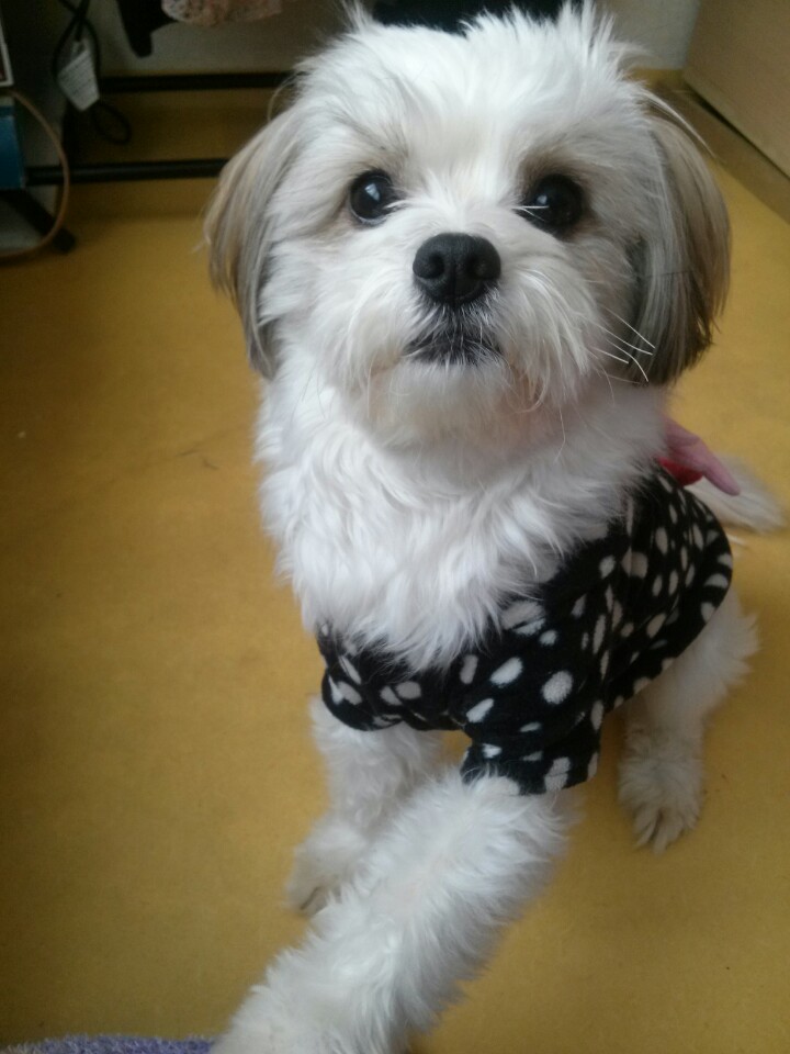 [경기] [[성남 수진동]] 시츄+말티즈 믹스견!!! - 강아지 찾아요 - 유기견 보호 센터 - 이미지 3