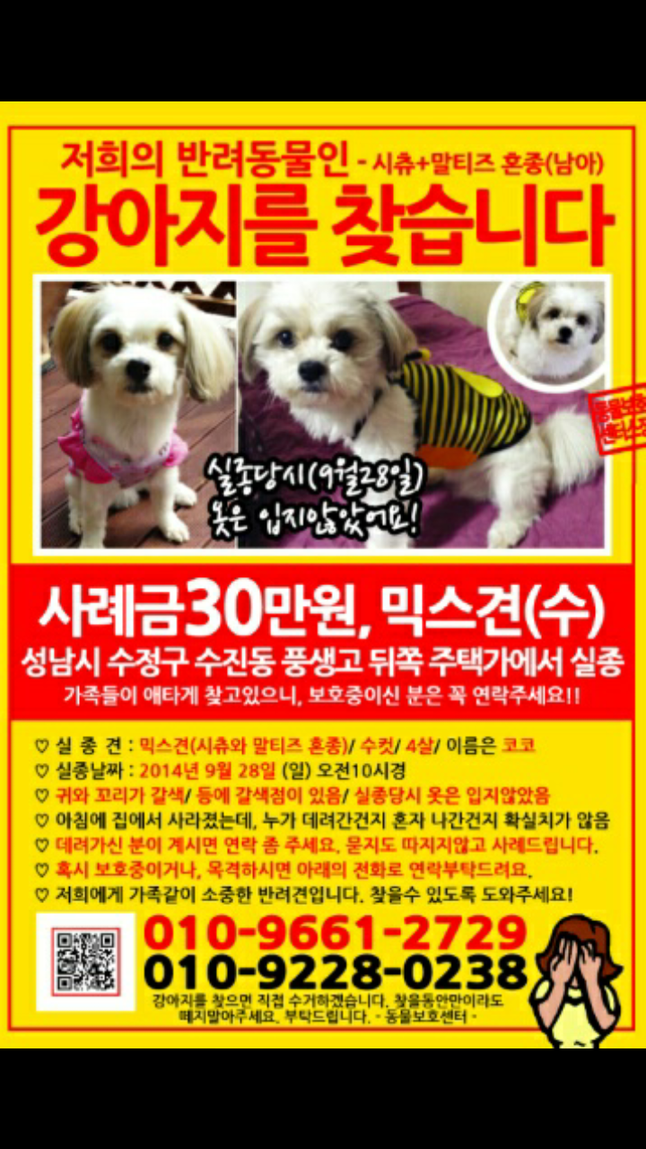 [경기] [[성남 수진동]] 시츄+말티즈 믹스견!!! - 강아지 찾아요 - 유기견 보호 센터 - 이미지 2