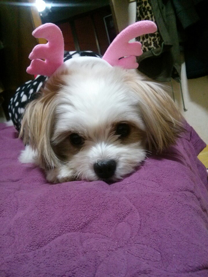 [경기] [[성남 수진동]] 시츄+말티즈 믹스견!!! - 강아지 찾아요 - 유기견 보호 센터 - 이미지 6