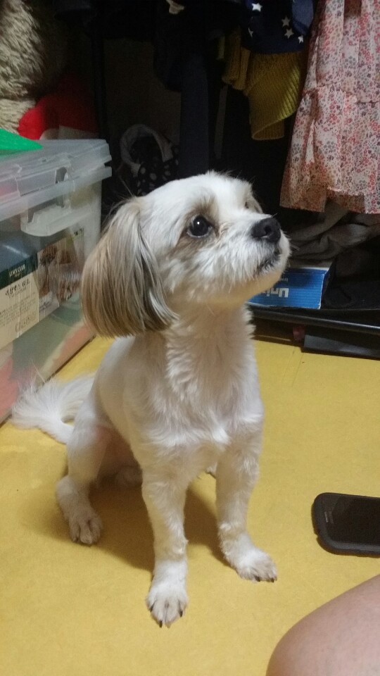 [경기] [[성남 수진동]] 시츄+말티즈 믹스견!!! - 강아지 찾아요 - 유기견 보호 센터 - 이미지 7