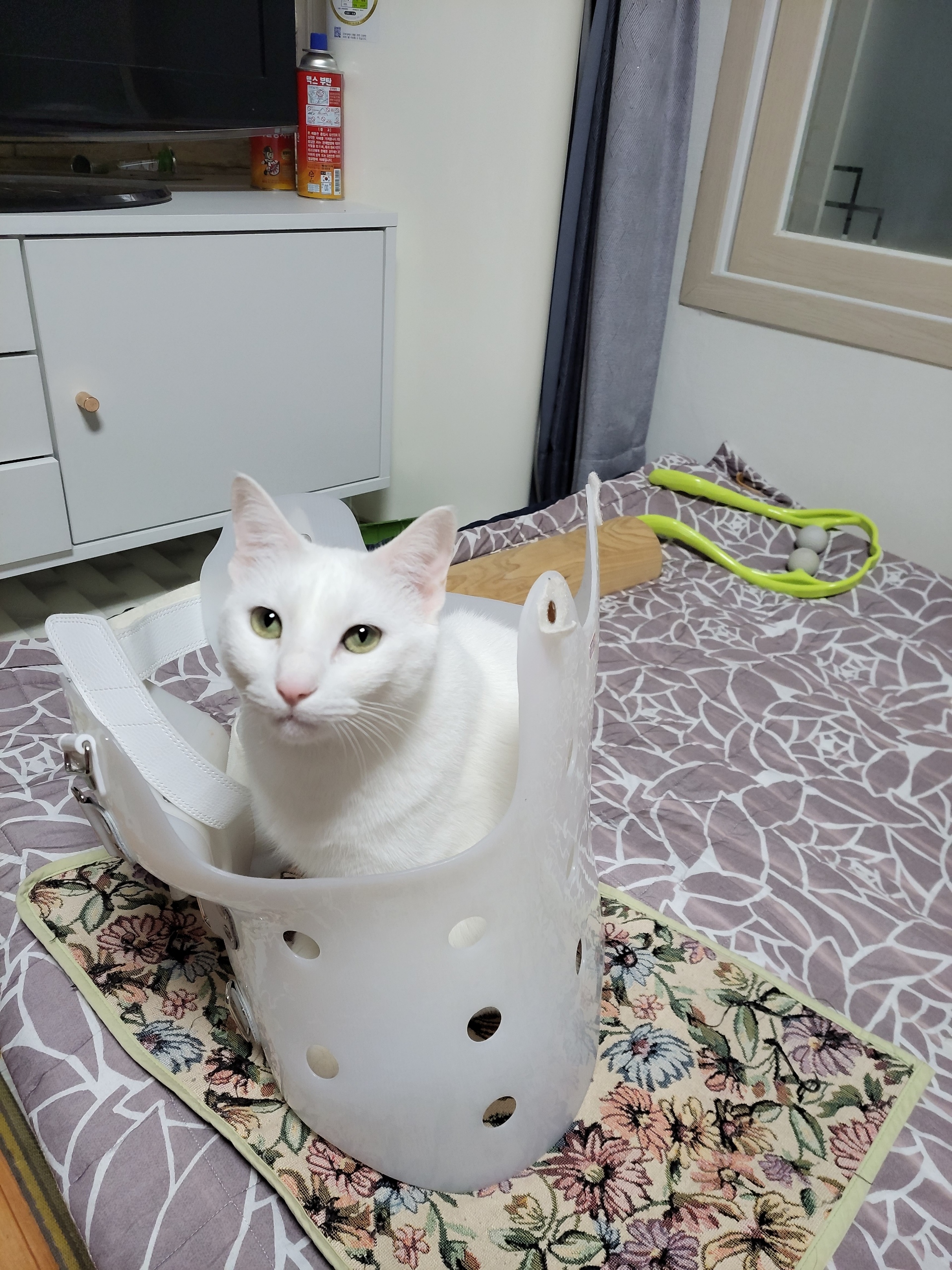 흰고양이  공주를 애타게  찾고있 습니다 2번째 사진