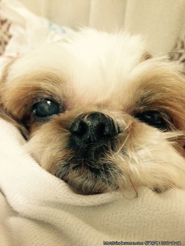 유기견보호센터 강아지보호소 고양이보호소 - 펫찾기 14번째 사진