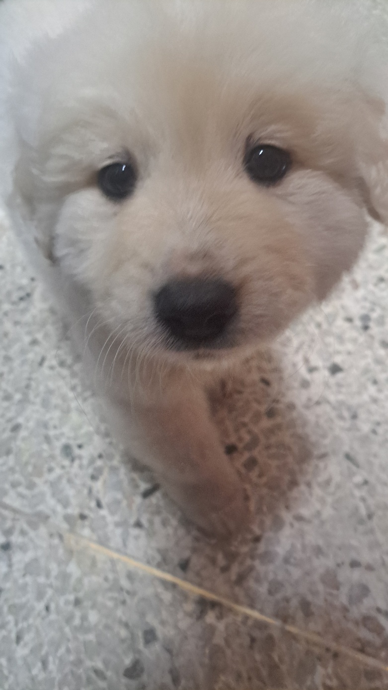 유기견보호센터 강아지보호소 고양이보호소 - 펫찾기 31번째 사진