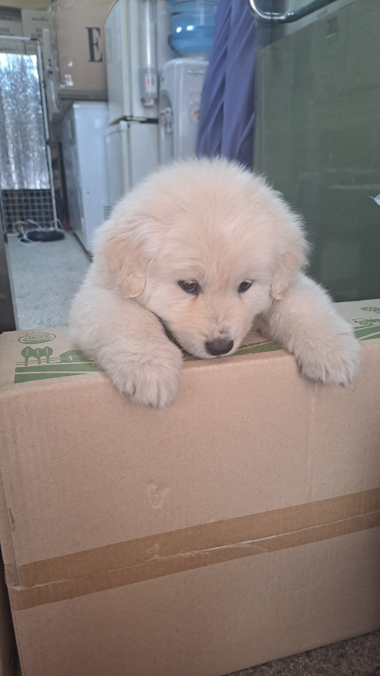 유기견보호센터 강아지보호소 고양이보호소 - 펫찾기 29번째 사진