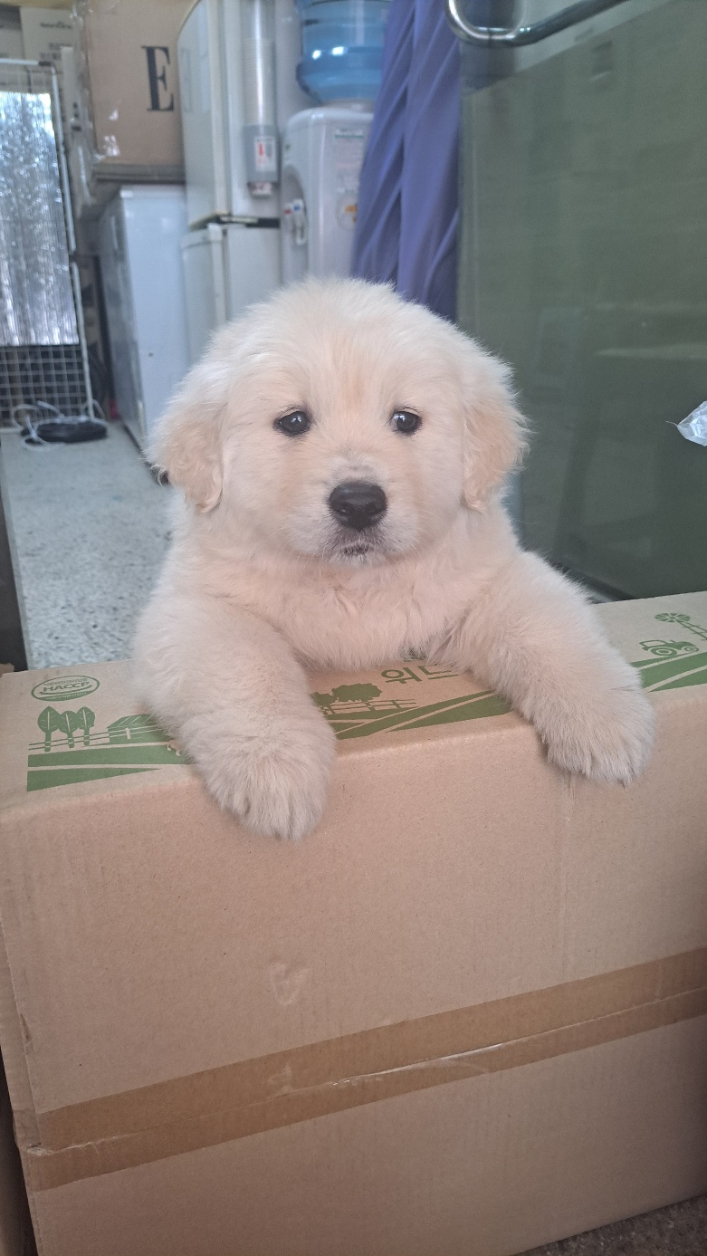 유기견보호센터 강아지보호소 고양이보호소 - 펫찾기 28번째 사진