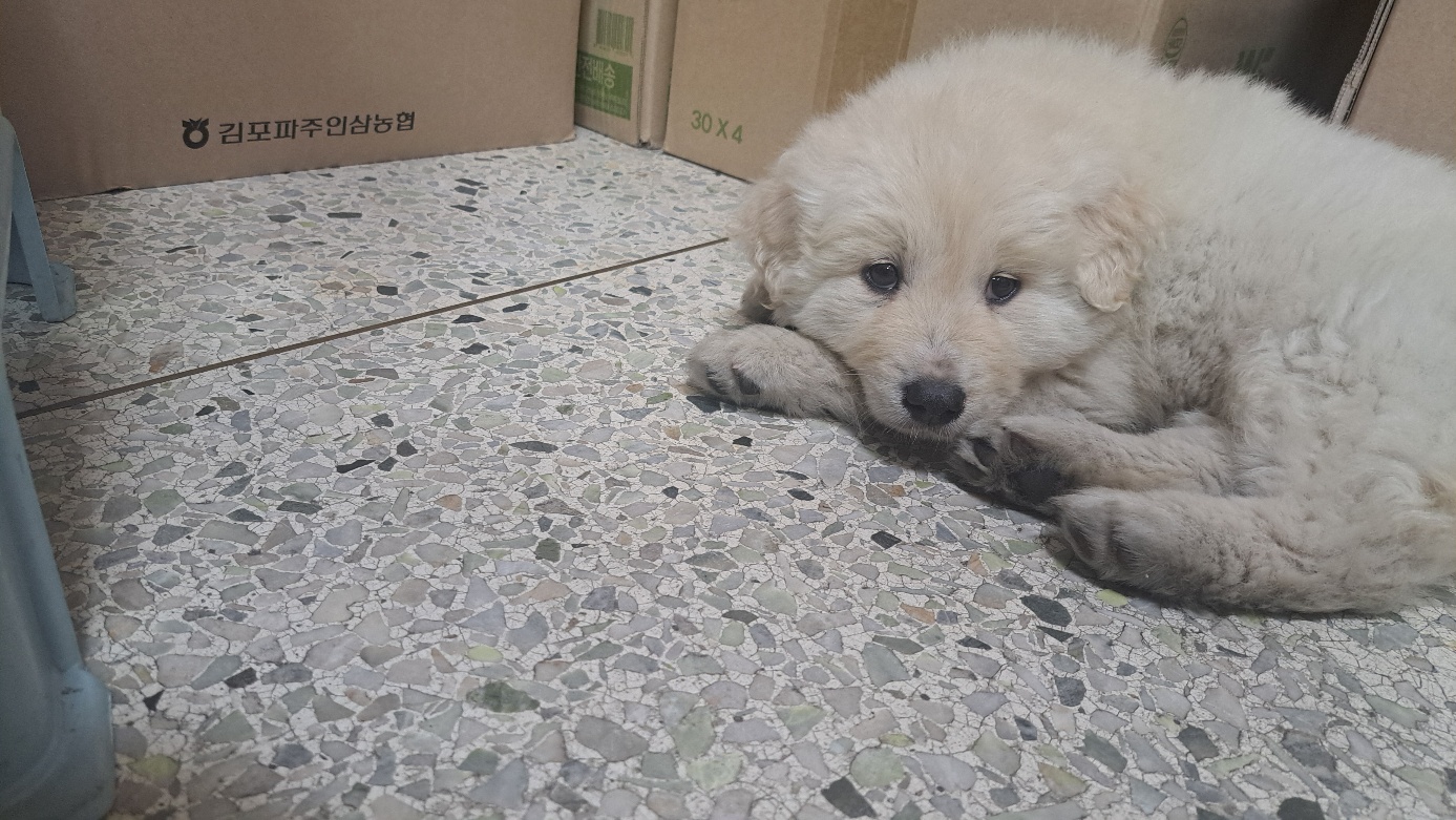 유기견보호센터 강아지보호소 고양이보호소 - 펫찾기 30번째 사진