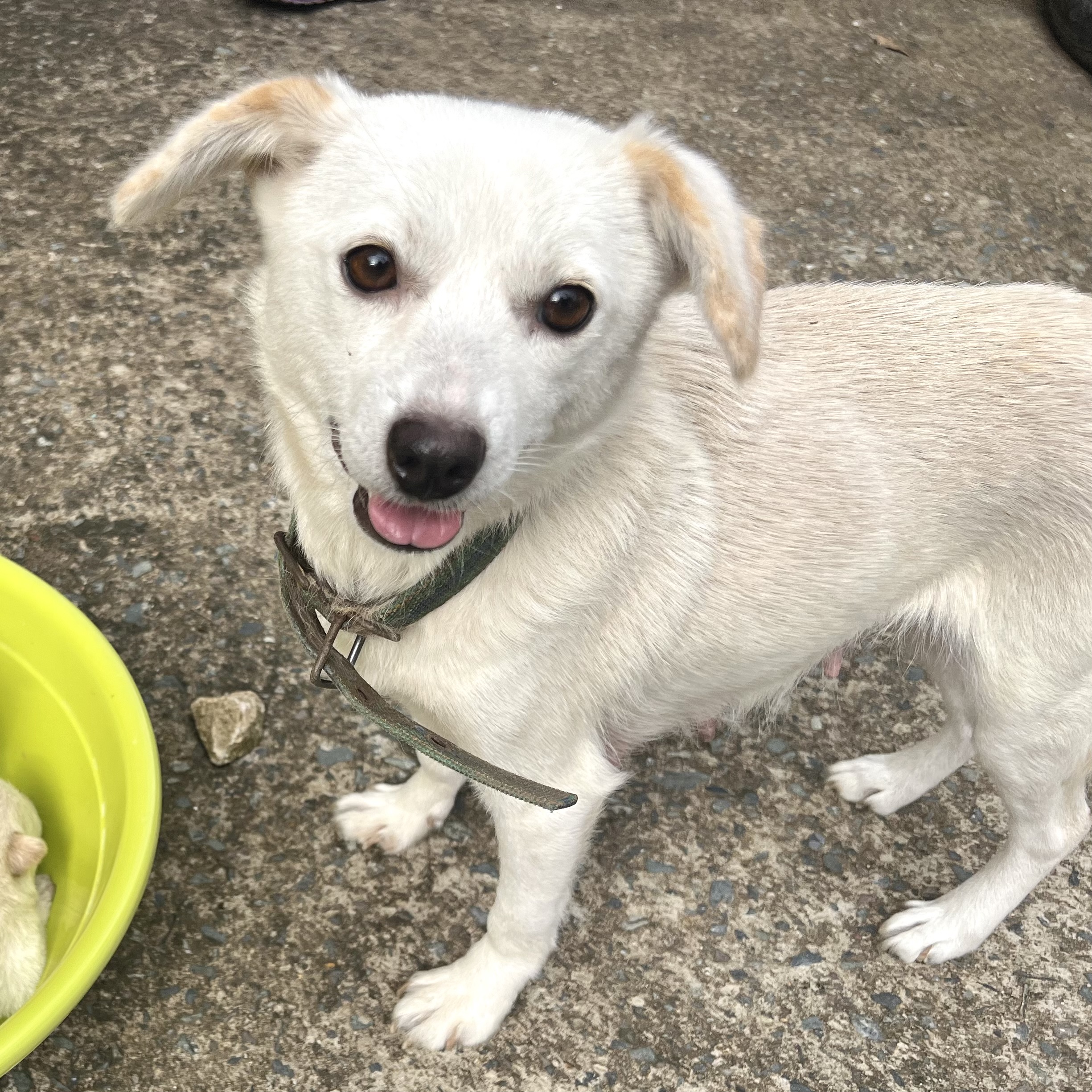 유기견보호센터 강아지보호소 고양이보호소 - 펫찾기 15번째 사진