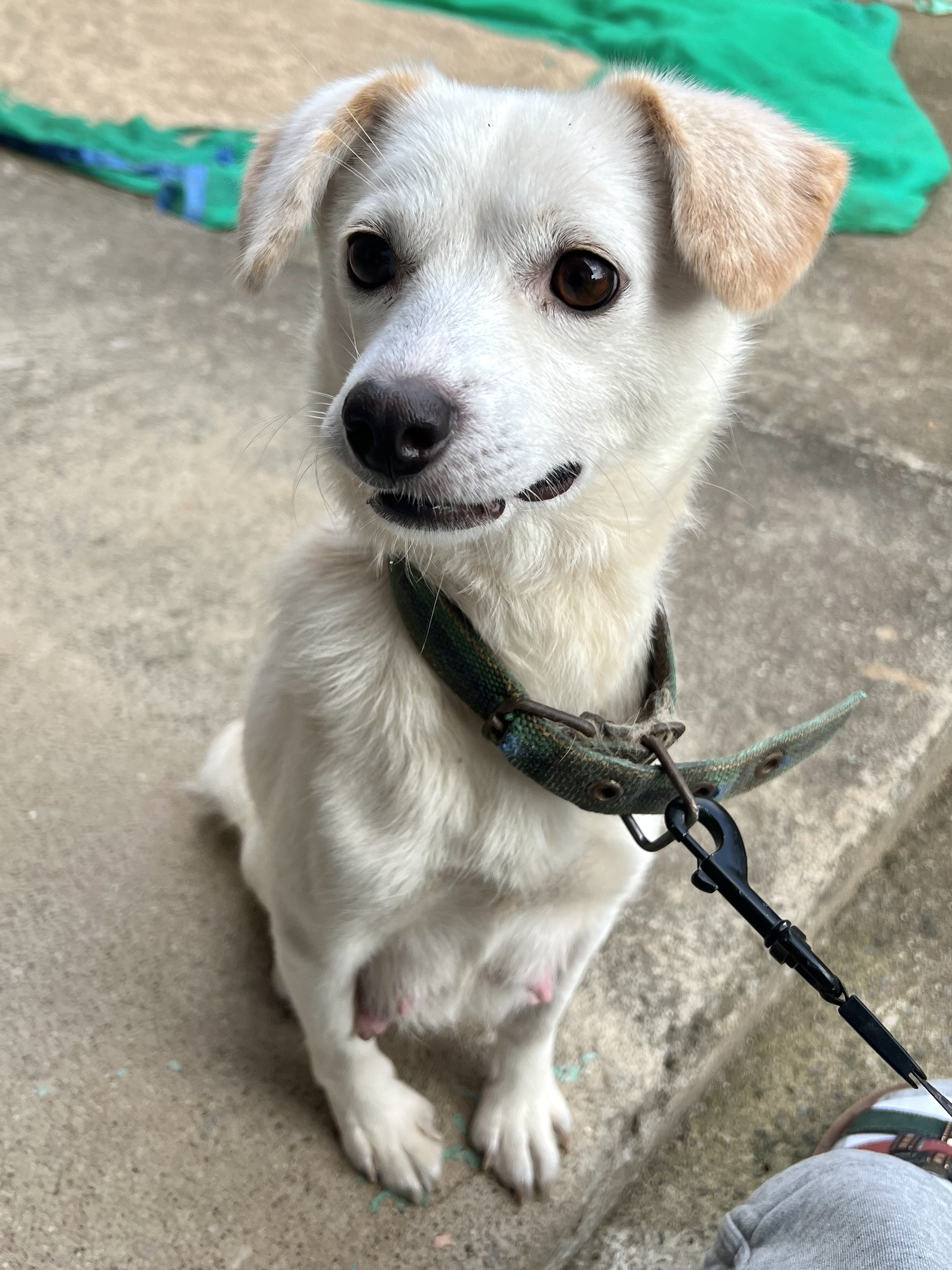 유기견보호센터 강아지보호소 고양이보호소 - 펫찾기 14번째 사진