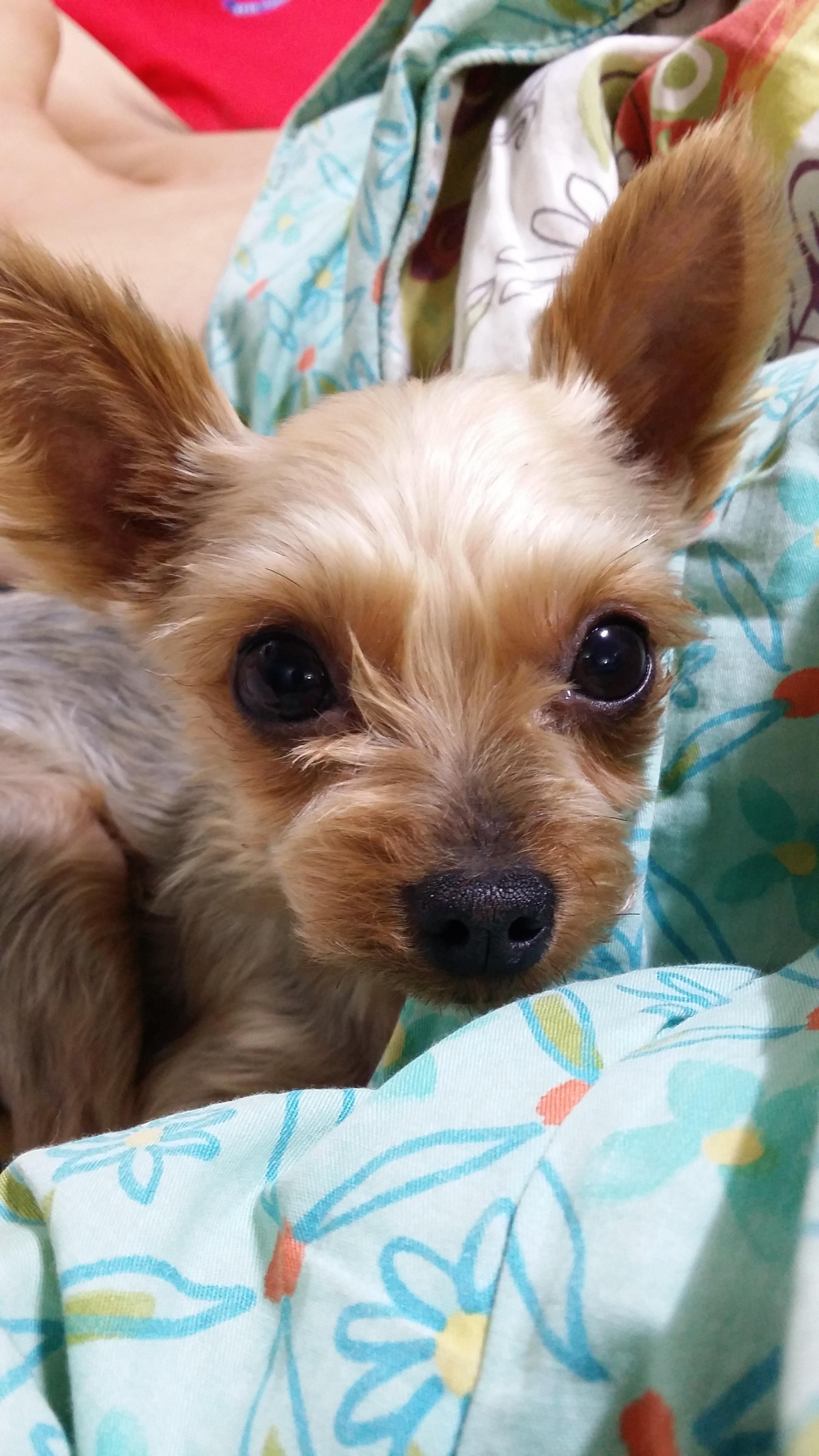 (유기견.강아지 찾아요)요크셔테리어 4살여아 도도를 찾습니다 - 강아지 찾아요 - 유기견 보호 센터 - 이미지 1