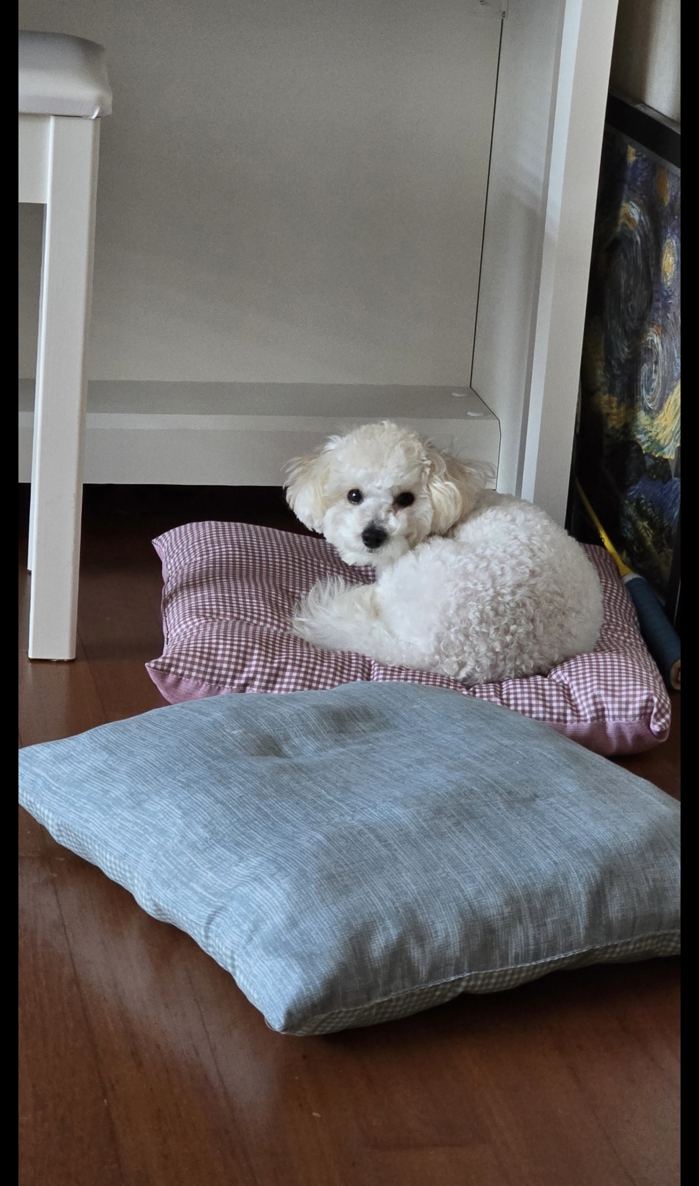 유기견보호센터 강아지보호소 고양이보호소 - 펫찾기 19번째 사진