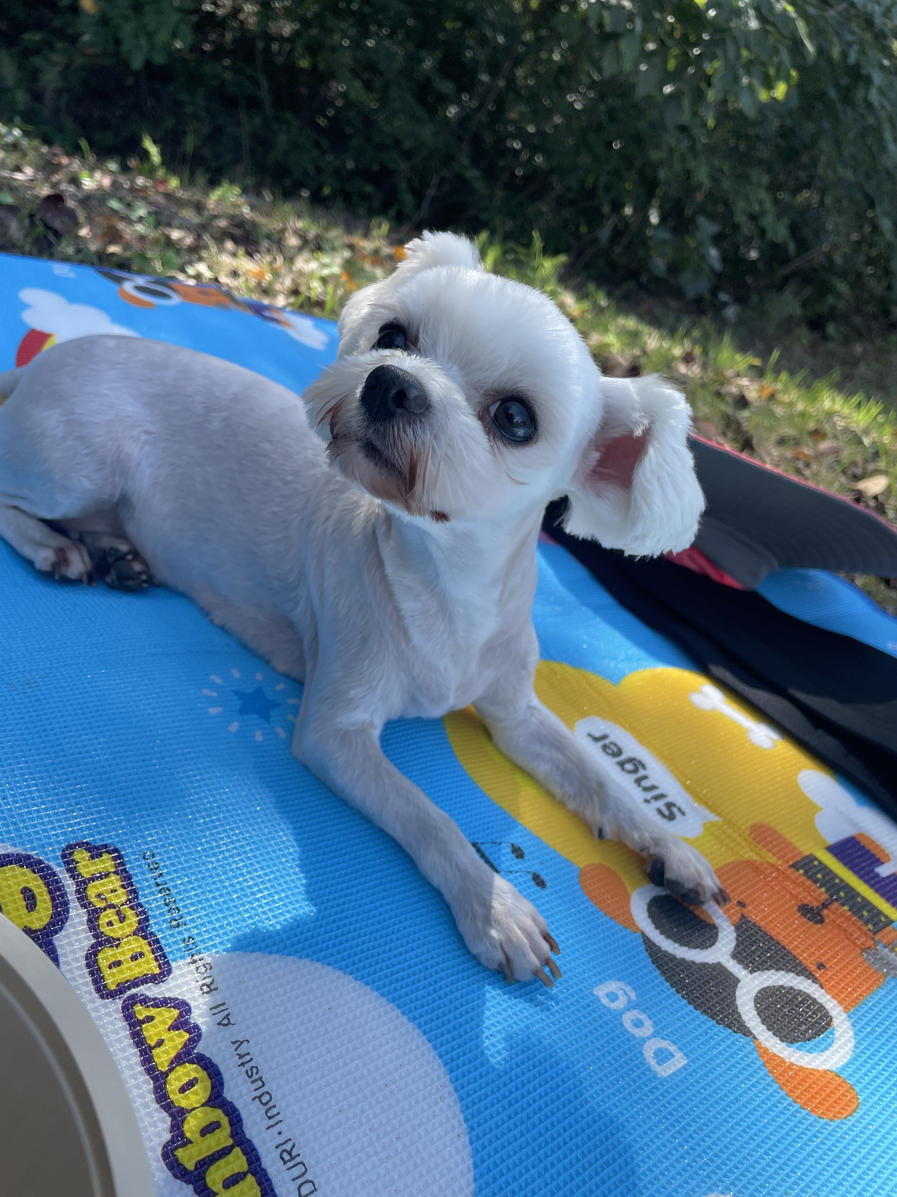 유기견보호센터 강아지보호소 고양이보호소 - 펫찾기 17번째 사진