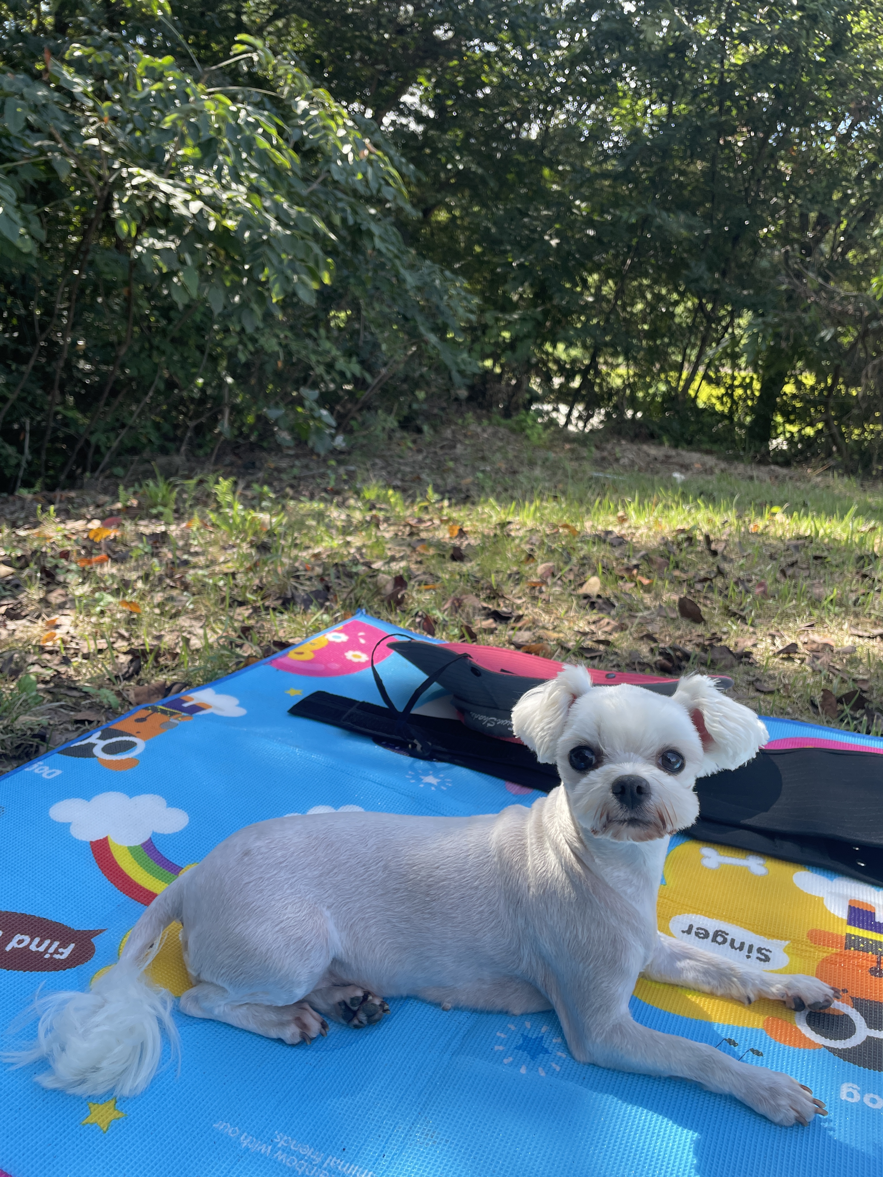 유기견보호센터 강아지보호소 고양이보호소 - 펫찾기 19번째 사진