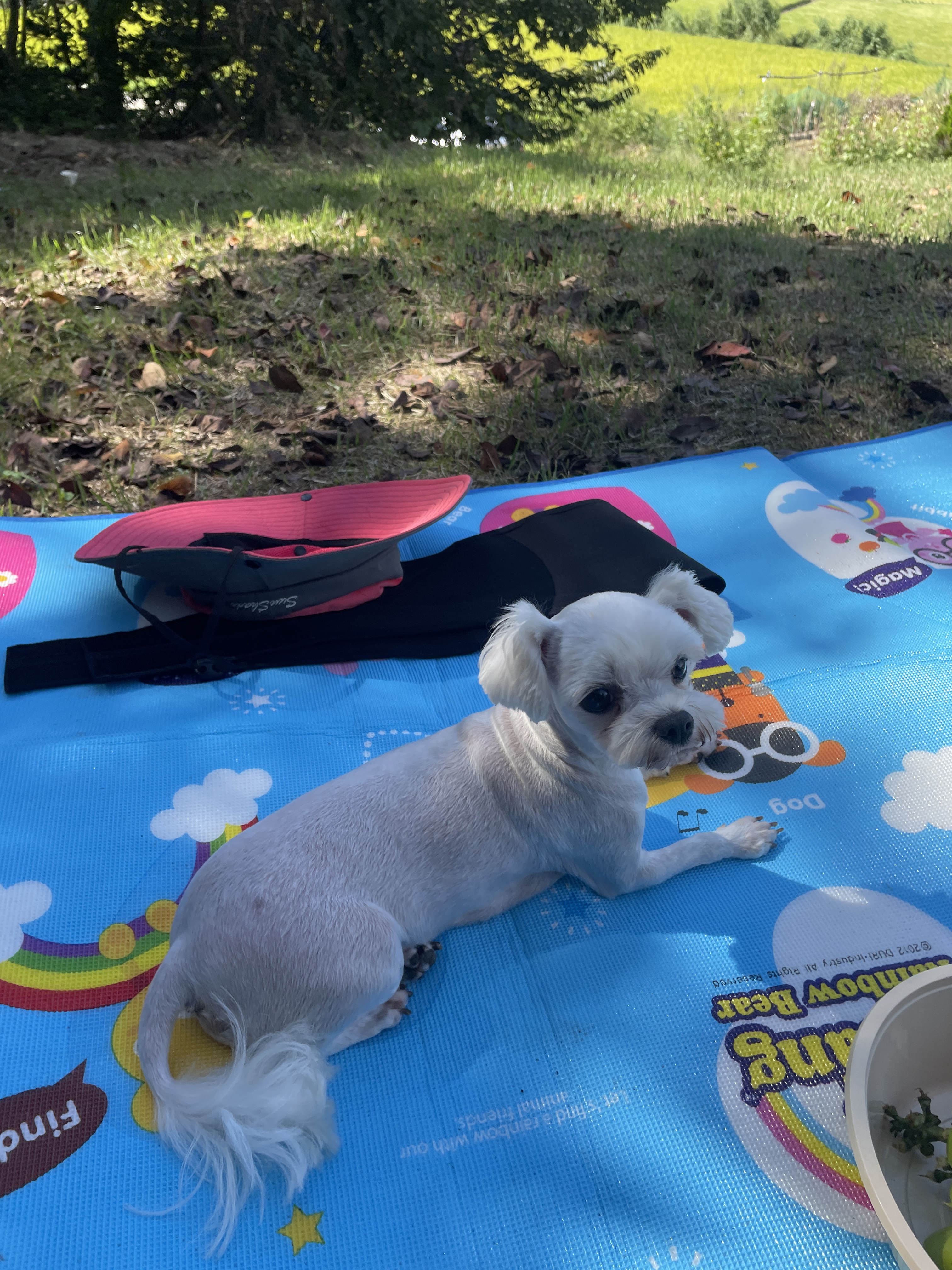 유기견보호센터 강아지보호소 고양이보호소 - 펫찾기 21번째 사진