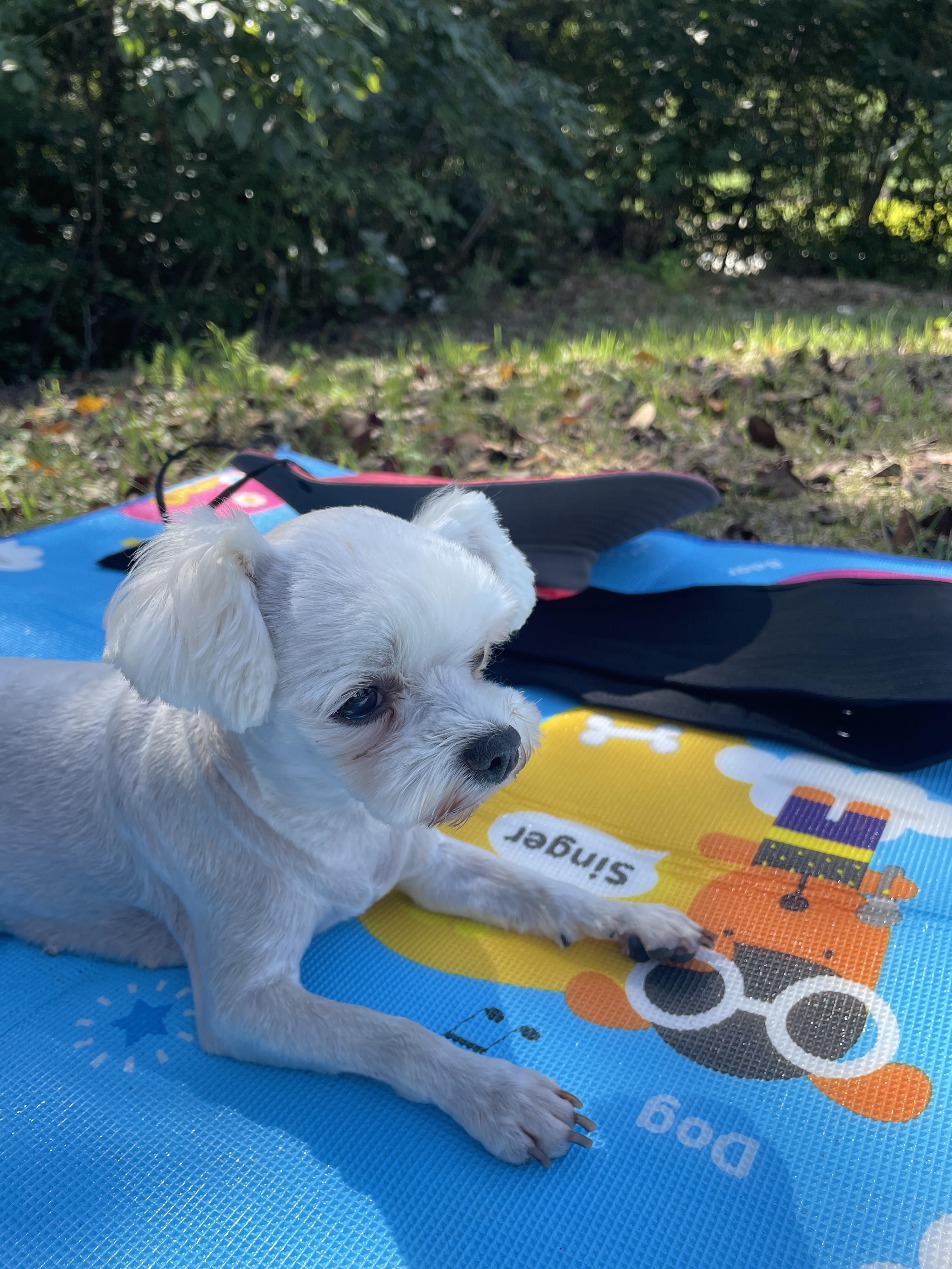 유기견보호센터 강아지보호소 고양이보호소 - 펫찾기 20번째 사진