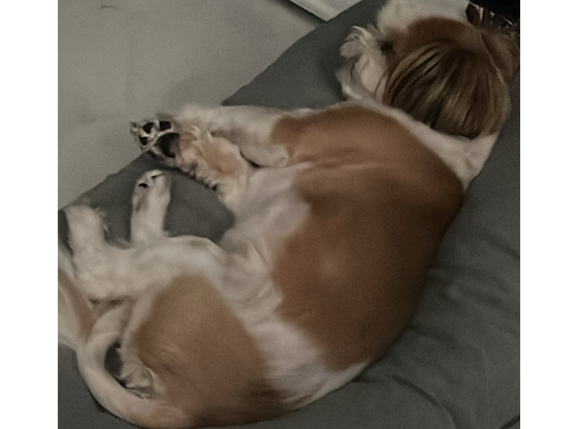 유기견보호센터 강아지보호소 고양이보호소 - 펫찾기 31번째 사진