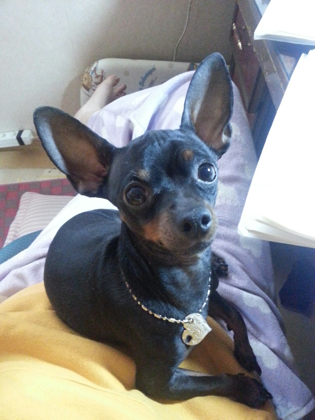 우리 비누 좀 찾아 주세요!!!!!!!!! - 강아지 찾아요 - 유기견 보호 센터 - 이미지 2